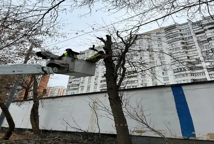 Поэтапная валка дерева на участке школы 1708 — профессиональная вырубка